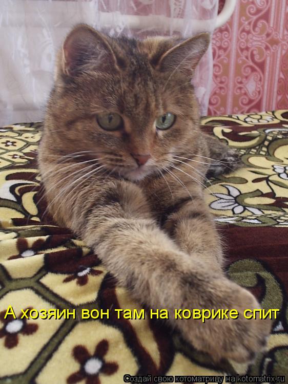 А хозяин вон там на коврике спит... Котоматрица: А хозяин вон там на коврике спит