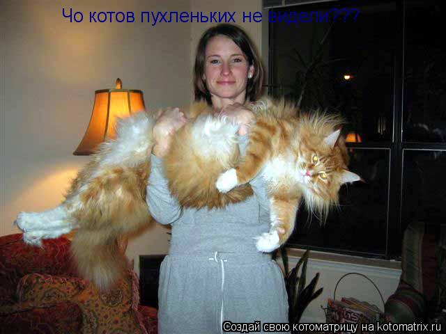 Чо котов пухленьких не видели???... Котоматрица: Чо котов пухленьких не видели???