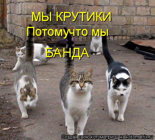 МЫ КРУТИКИ Потомучто мы БАНДА... Котоматрица: МЫ КРУТИКИ Потомучто мы БАНДА