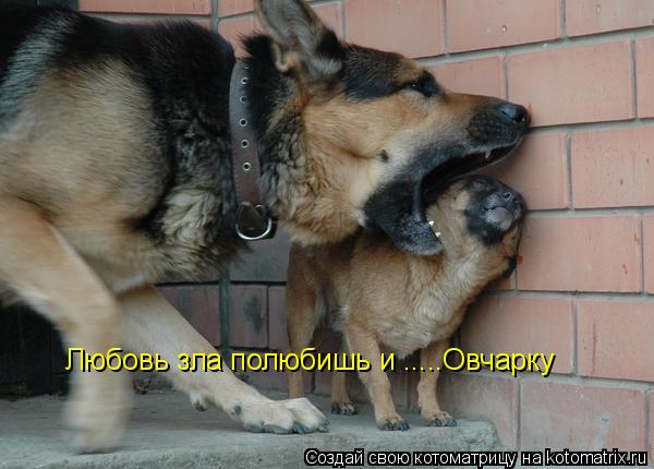 Любовь зла полюбишь и .....Овчарку Любовь зла полюбишь и .....Овчарку... Котоматрица: Любовь зла полюбишь и .....Овчарку Любовь зла полюбишь и .....Овчарку