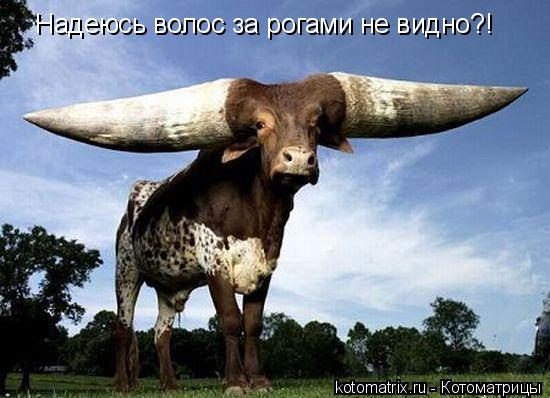 Котоматрица: Надеюсь волос за рогами не видно?!