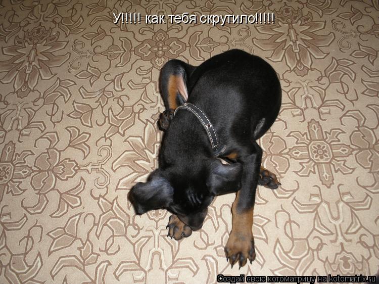 У!!!!! как тебя скрутило!!!!!... Котоматрица: У!!!!! как тебя скрутило!!!!!