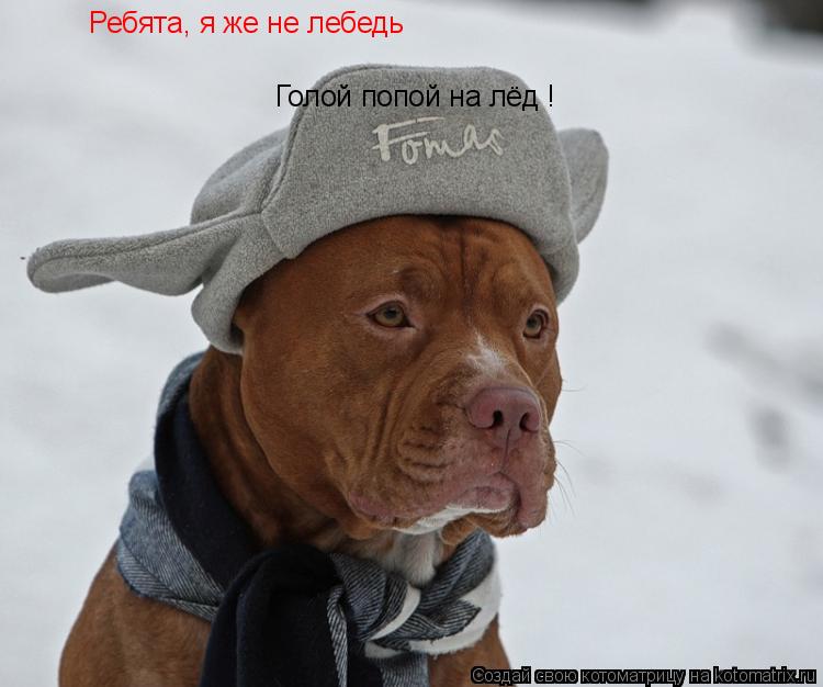 Котоматрица: Ребята, я же не лебедь Голой попой на лёд !