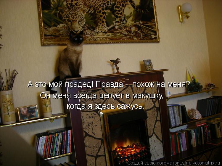 Котоматрица: А это мой прадед! Правда -  похож на меня? Он меня всегда целует в макушку, когда я здесь сажусь.