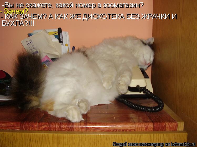 -Вы не скажете, какой номер в зоомагазин? - Зачем? - КАК ЗАЧЕМ? А КАК ЖЕ ДИСКОТЕКА БЕЗ ЖРАЧКИ И БУХЛА... Котоматрица: -Вы не скажете, какой номер в зоомагазин? - Зачем? - КАК ЗАЧЕМ? А КАК ЖЕ ДИСКОТЕКА БЕЗ ЖРАЧКИ И БУХЛА?!!!