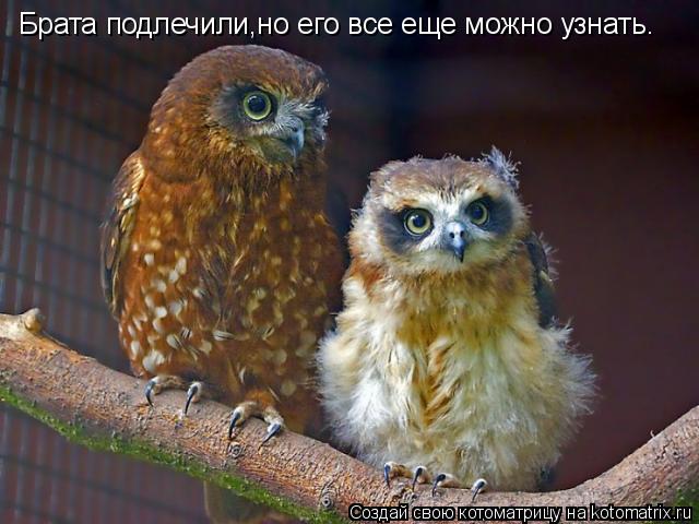 Брата подлечили,но его все еще можно узнать.... Котоматрица: Брата подлечили,но его все еще можно узнать.