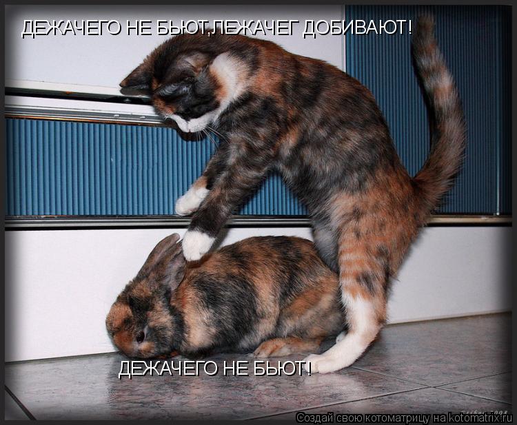 ДЕЖАЧЕГО НЕ БЬЮТ! ДЕЖАЧЕГО НЕ БЬЮТ,ЛЕЖАЧЕГ ДОБИВАЮТ!... Котоматрица: ДЕЖАЧЕГО НЕ БЬЮТ! ДЕЖАЧЕГО НЕ БЬЮТ,ЛЕЖАЧЕГ ДОБИВАЮТ!