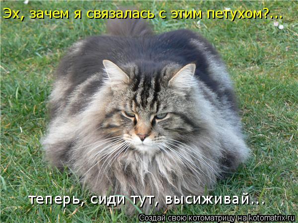 Эх, зачем я связалась с этим петухом?... теперь, сиди тут, высиживай...... Котоматрица: Эх, зачем я связалась с этим петухом?... теперь, сиди тут, высиживай...