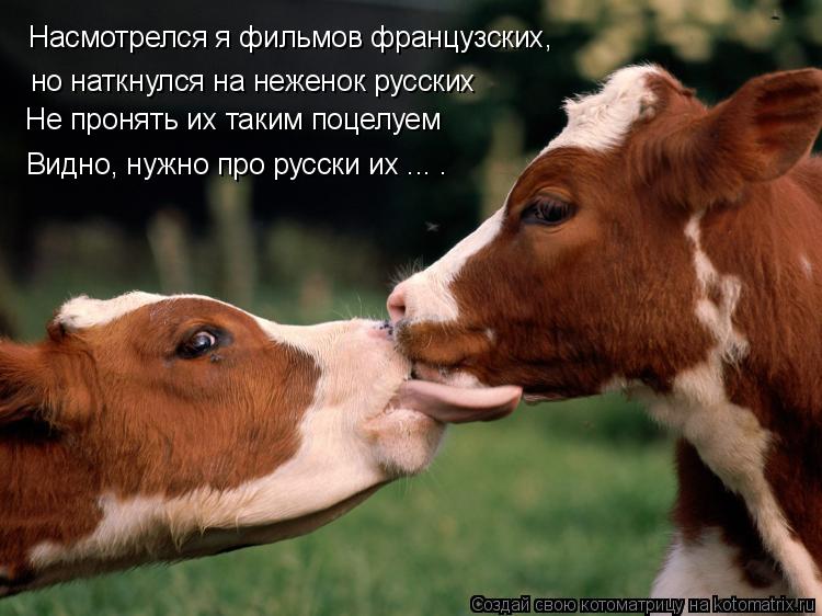 Насмотрелся я фильмов французских, но наткнулся на неженок русских Не пронять их таким поцелуем Видно... Котоматрица: Насмотрелся я фильмов французских, но наткнулся на неженок русских Не пронять их таким поцелуем Видно, нужно про русски их ... .