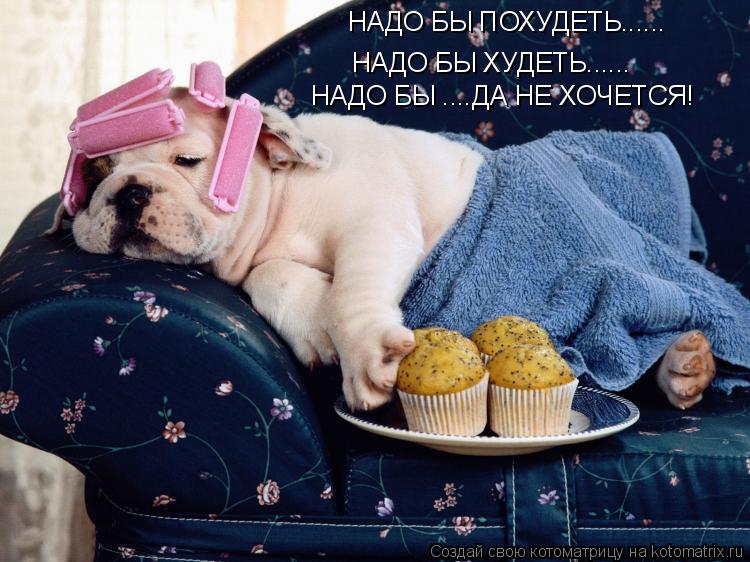 НАДО БЫ ХУДЕТЬ...... НАДО БЫ ПОХУДЕТЬ...... НАДО БЫ ....ДА НЕ ХОЧЕТСЯ!... Котоматрица: НАДО БЫ ХУДЕТЬ...... НАДО БЫ ПОХУДЕТЬ...... НАДО БЫ ....ДА НЕ ХОЧЕТСЯ!