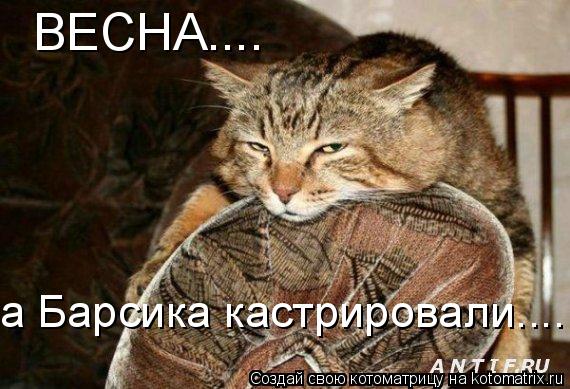 ВЕСНА.... а Барсика кастрировали....... Котоматрица: ВЕСНА.... а Барсика кастрировали....