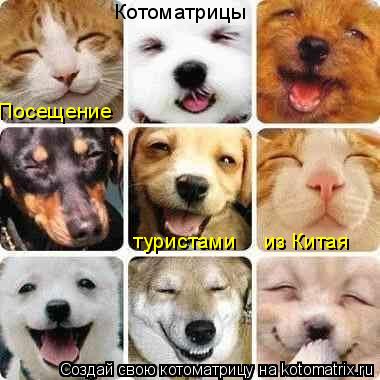 Посещение Котоматрицы туристами из Китая... Котоматрица: Посещение Котоматрицы туристами из Китая