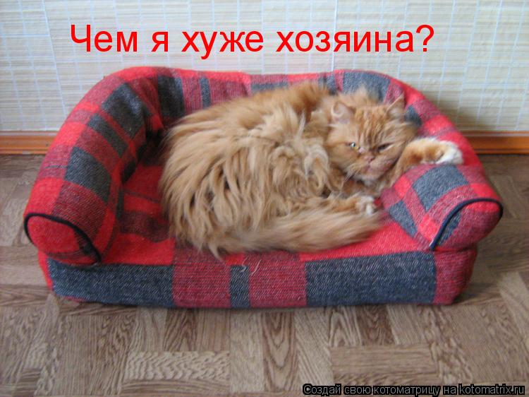 Чем я хуже хозяина?... Котоматрица: Чем я хуже хозяина?