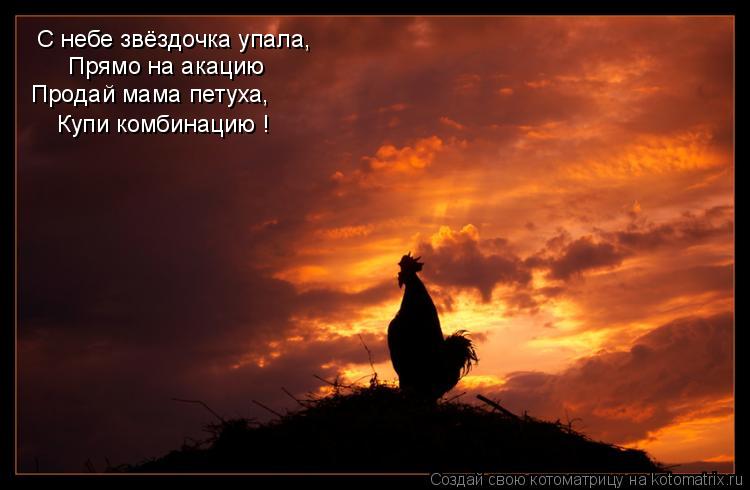 С небе звёздочка упала, Прямо на акацию Продай мама петуха, Купи комбинацию !... Котоматрица: С небе звёздочка упала, Прямо на акацию Продай мама петуха, Купи комбинацию !