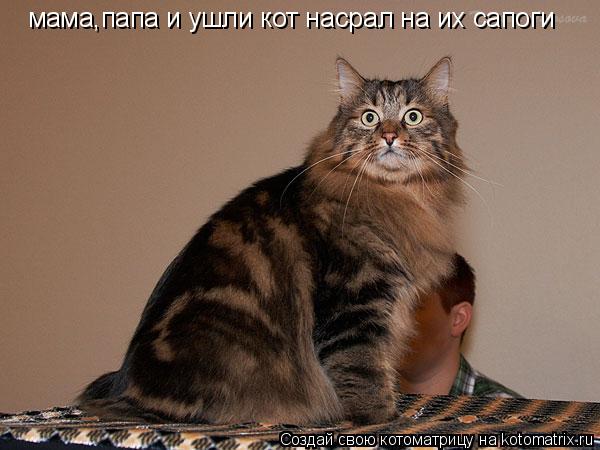 мама,папа и ушли кот насрал на их сапоги... Котоматрица: мама,папа и ушли кот насрал на их сапоги