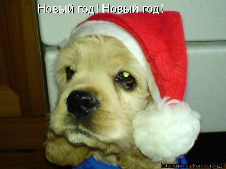 Котоматрица: Новый год! Новый год!
