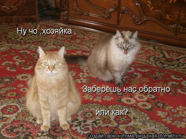 Ну чо ,хозяйка , Заберёшь нас обратно или как?... Котоматрица: Ну чо ,хозяйка , Заберёшь нас обратно или как?