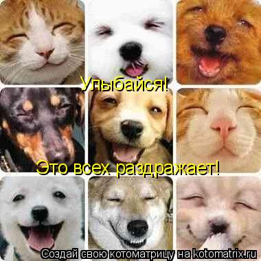Улыбайся! Это всех раздражает!... Котоматрица: Улыбайся! Это всех раздражает!