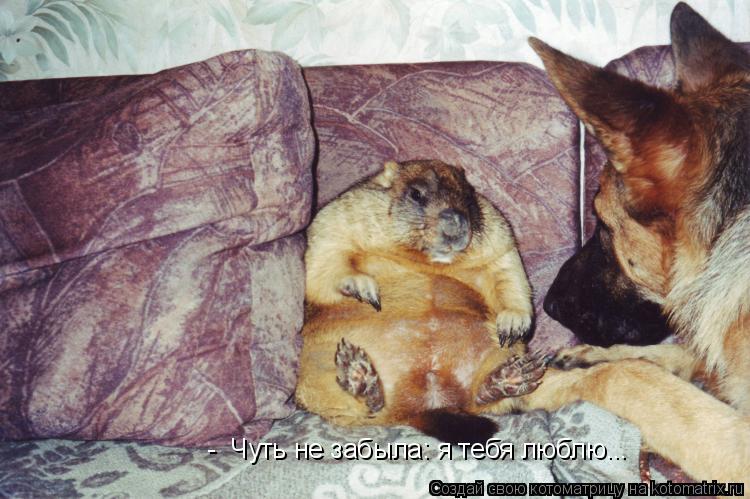 - Чуть не забыла: я тебя люблю...... Котоматрица: - Чуть не забыла: я тебя люблю...