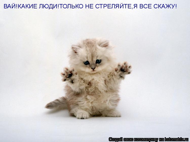 Котоматрица: ВАЙ!КАКИЕ ЛЮДИ!ТОЛЬКО НЕ СТРЕЛЯЙТЕ,Я ВСЕ СКАЖУ!