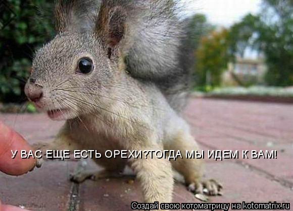 У ВАС ЕЩЕ ЕСТЬ ОРЕХИ?ТОГДА МЫ ИДЕМ К ВАМ!... Котоматрица: У ВАС ЕЩЕ ЕСТЬ ОРЕХИ?ТОГДА МЫ ИДЕМ К ВАМ!