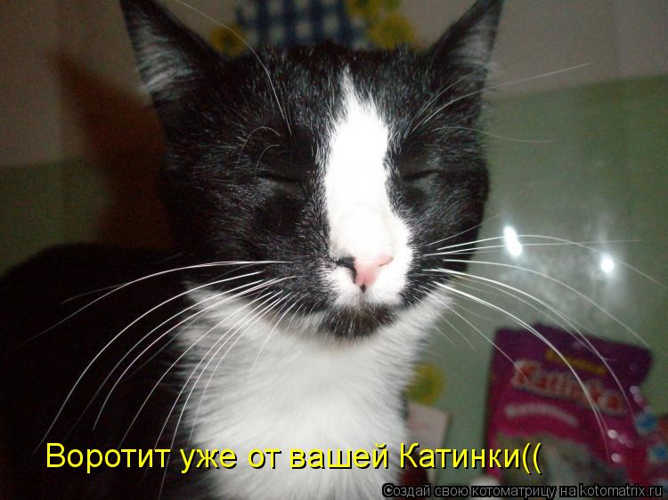 Воротит уже от вашей Катинки((... Котоматрица: Воротит уже от вашей Катинки((