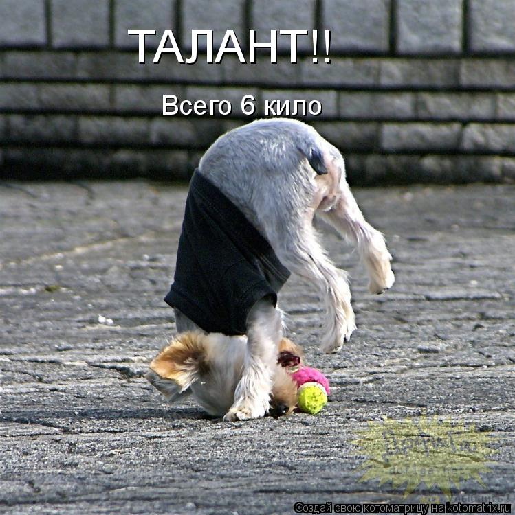 ТАЛАНТ!! Всего 6 кило... Котоматрица: ТАЛАНТ!! Всего 6 кило