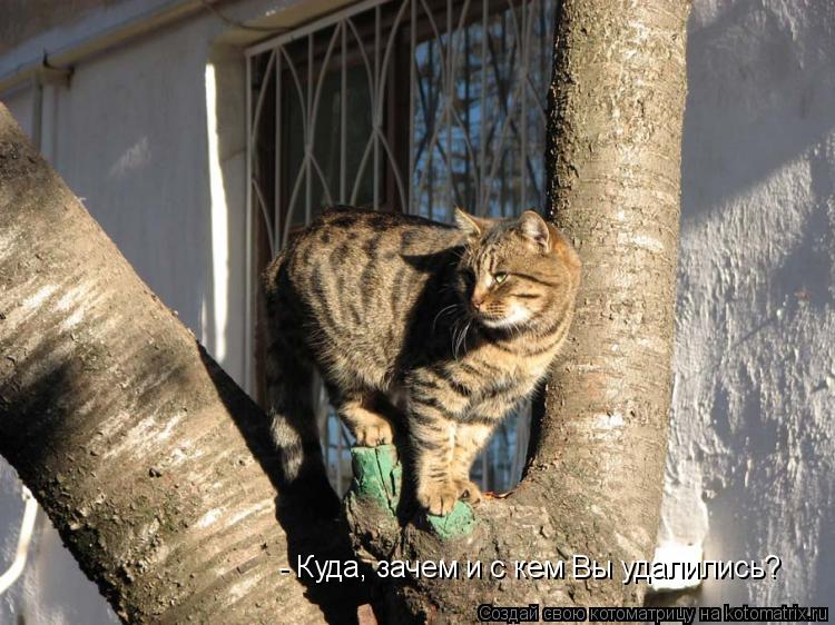 - Куда, зачем и с кем Вы удалились?... Котоматрица: - Куда, зачем и с кем Вы удалились?