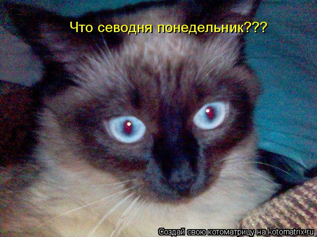 Что севодня понедельник???... Котоматрица: Что севодня понедельник???
