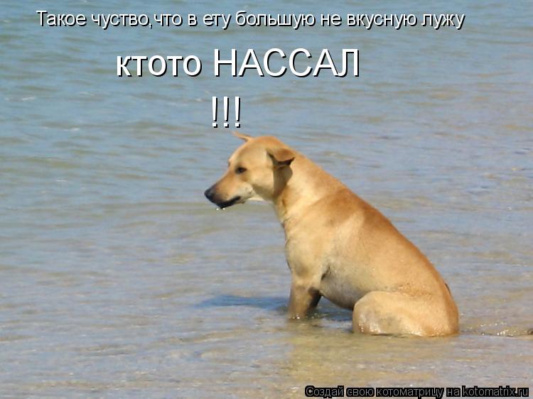 Котоматрица: Такое чуство,что в ету большую не вкусную лужу ктото НАССАЛ !!!