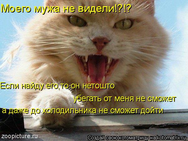 Моего мужа не видели!?!? Если найду его,то он нетошто убегать от меня не сможет а даже до холодильник... Котоматрица: Моего мужа не видели!?!? Если найду его,то он нетошто убегать от меня не сможет а даже до холодильника не сможет дойти
