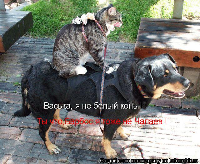 Васька, я не белый конь ! Ты что,Барбос,я тоже не Чапаев !... Котоматрица: Васька, я не белый конь ! Ты что,Барбос,я тоже не Чапаев !