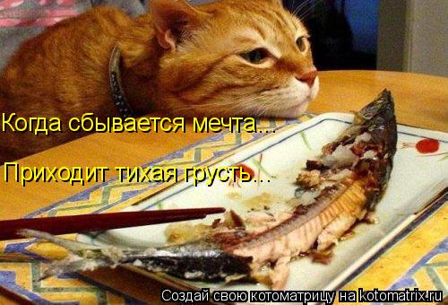 Когда сбывается мечта... Приходит тихая грусть...... Котоматрица: Когда сбывается мечта... Приходит тихая грусть...