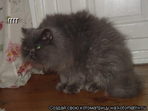 Котоматрица: rrrr