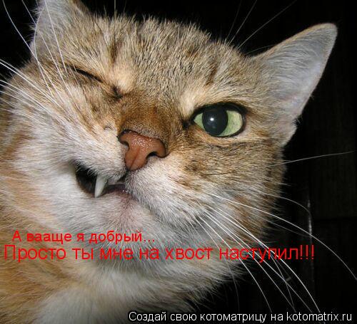 А вааще я добрый... Просто ты мне на хвост наступил!!!... Котоматрица: А вааще я добрый... Просто ты мне на хвост наступил!!!