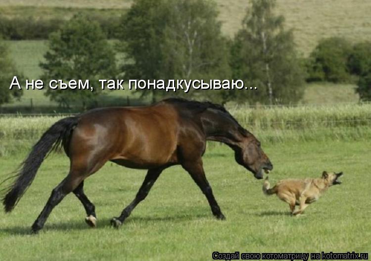 А не съем, так понадкусываю...... Котоматрица: А не съем, так понадкусываю...