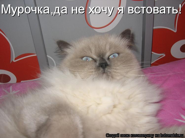 Мурочка,да не хочу я встовать!... Котоматрица: Мурочка,да не хочу я встовать!