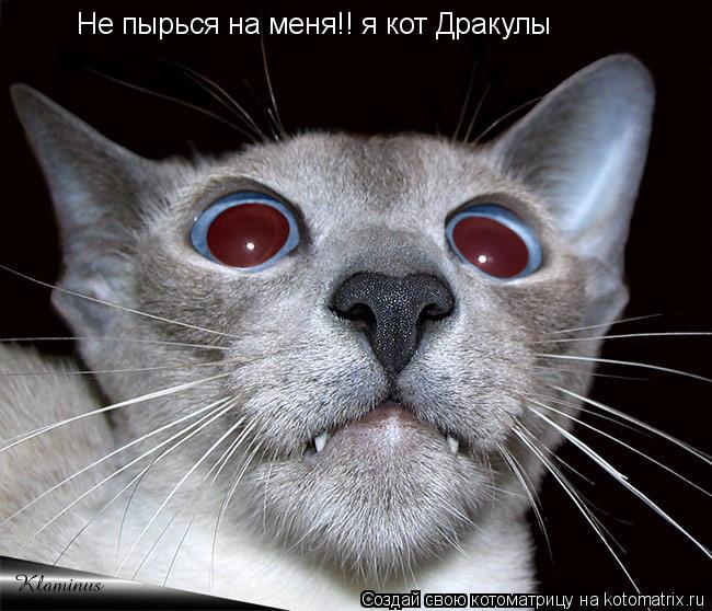 Не пырься на меня!! я кот Дракулы... Котоматрица: Не пырься на меня!! я кот Дракулы