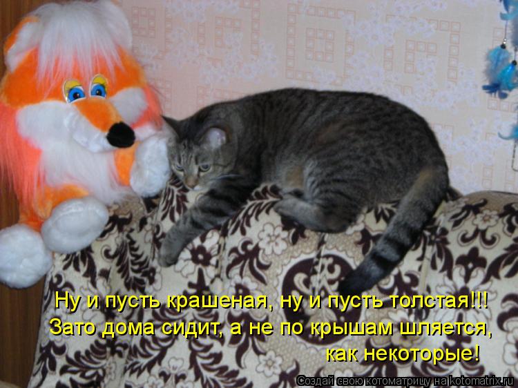 Ну и пусть крашеная, ну и пусть толстая!!! Зато дома сидит, а не по крышам шляется, как некоторые!... Котоматрица: Ну и пусть крашеная, ну и пусть толстая!!! Зато дома сидит, а не по крышам шляется, как некоторые!