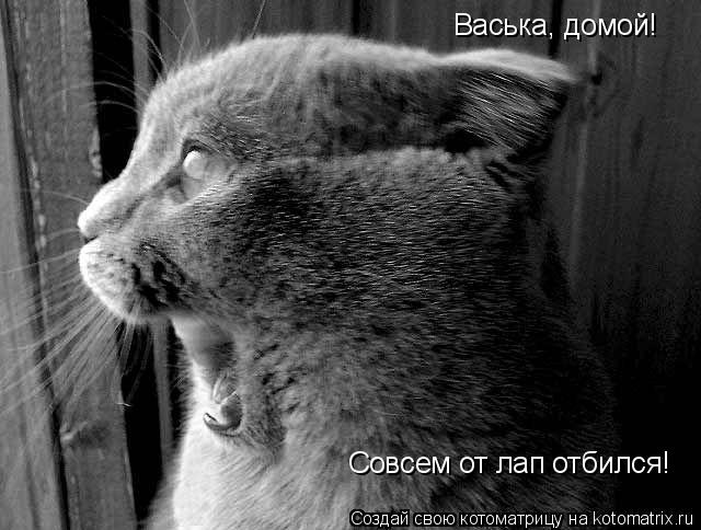 Васька, домой! Совсем от лап отбился!... Котоматрица: Васька, домой! Совсем от лап отбился!