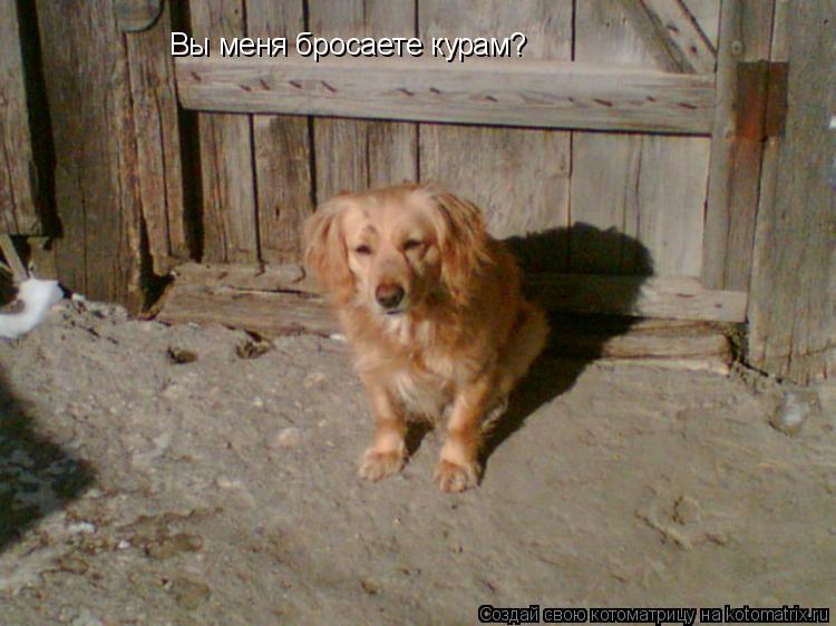 Вы меня бросаете курам?... Котоматрица: Вы меня бросаете курам?