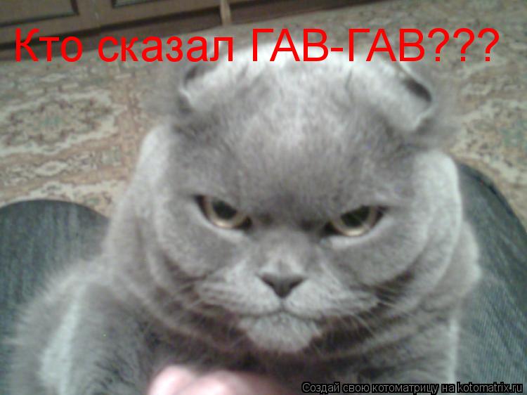 Кто сказал ГАВ-ГАВ???... Котоматрица: Кто сказал ГАВ-ГАВ???