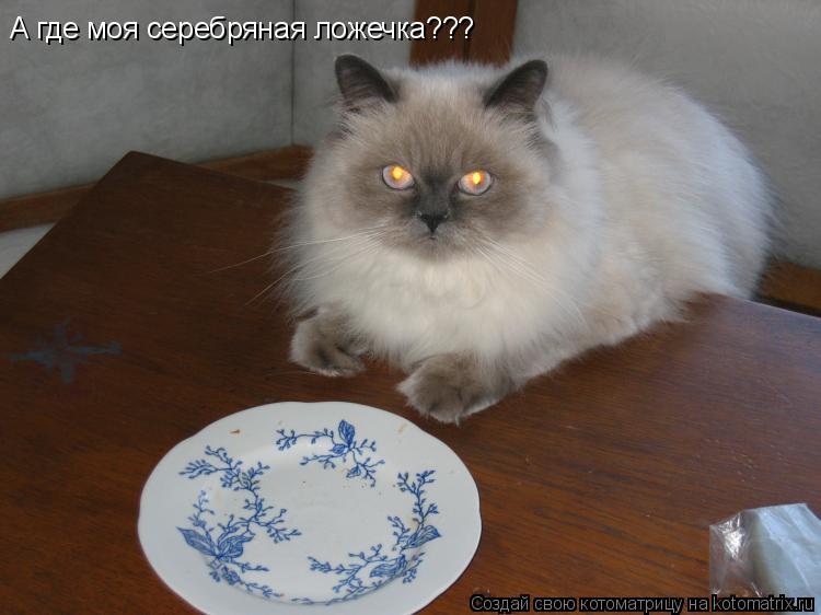 А где моя серебряная ложечка???... Котоматрица: А где моя серебряная ложечка???