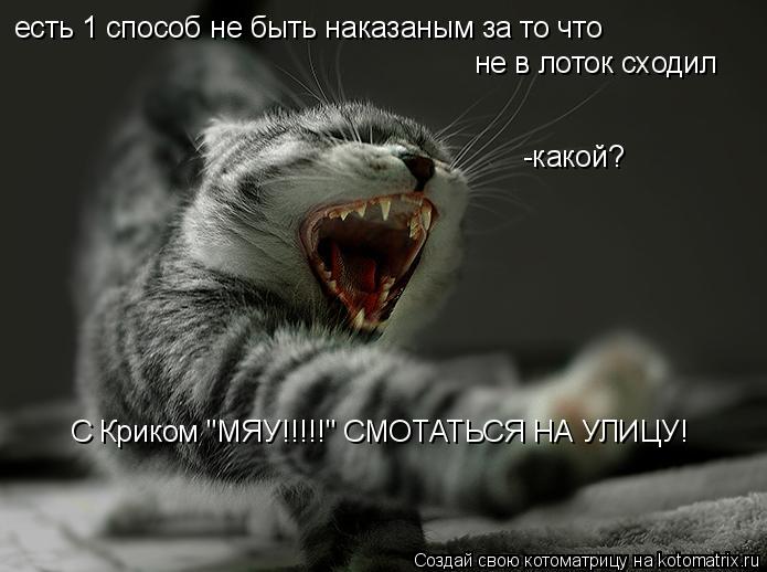 есть 1 способ не быть наказаным за то что не в лоток сходил -какой? С Криком "МЯУ!!!!!" СМОТАТЬСЯ НА ... Котоматрица: есть 1 способ не быть наказаным за то что не в лоток сходил -какой? С Криком "МЯУ!!!!!" СМОТАТЬСЯ НА УЛИЦУ!