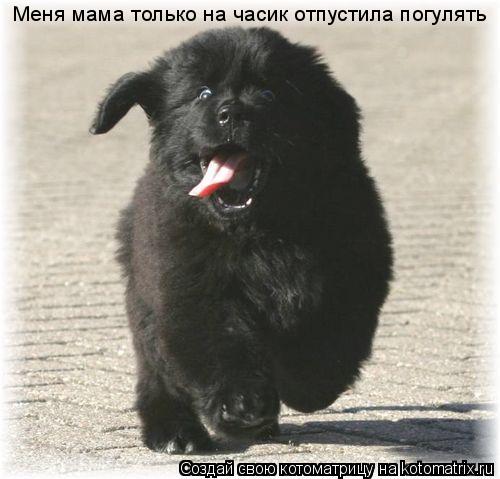 Меня мама только на часик отпустила погулять... Котоматрица: Меня мама только на часик отпустила погулять