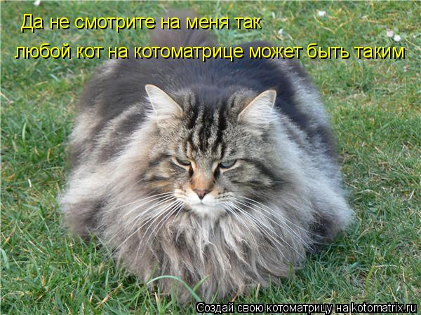 Да не смотрите на меня так любой кот на котоматрице может быть таким... Котоматрица: Да не смотрите на меня так любой кот на котоматрице может быть таким