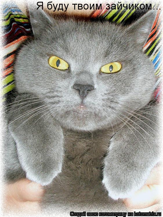 Я буду твоим зайчиком...... Котоматрица: Я буду твоим зайчиком...