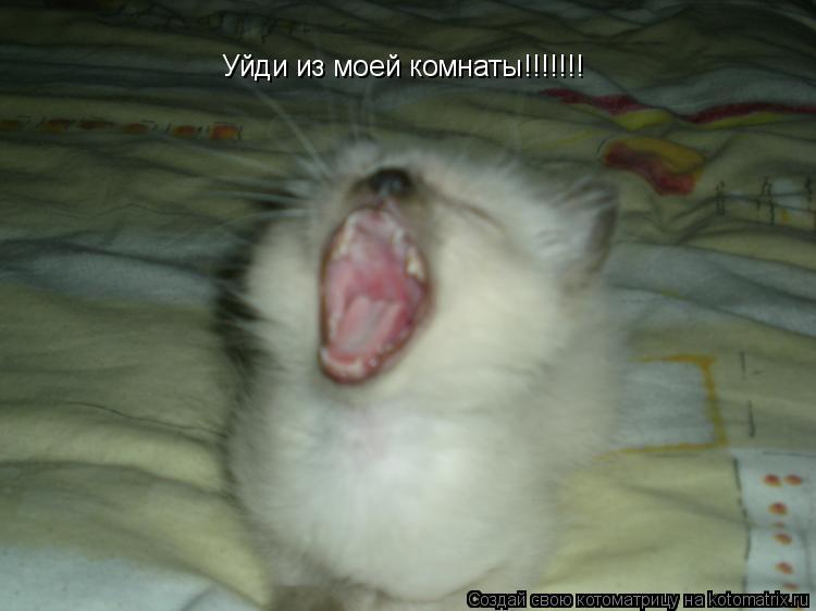 Уйди из моей комнаты!!!!!!!... Котоматрица: Уйди из моей комнаты!!!!!!!