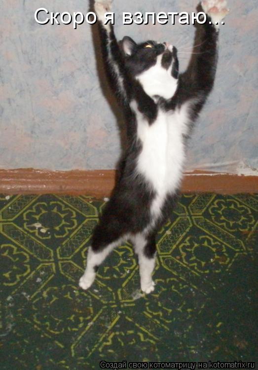 Скоро я взлетаю...... Котоматрица: Скоро я взлетаю...