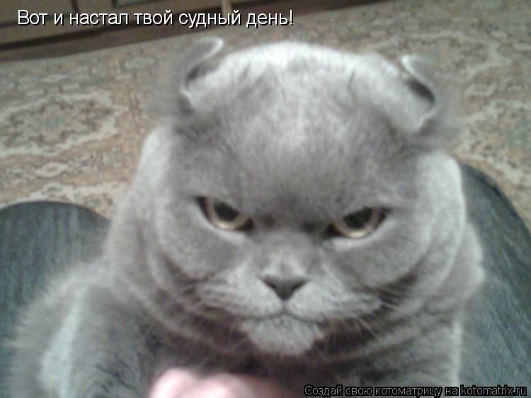 Вот и настал твой судный день!... Котоматрица: Вот и настал твой судный день!